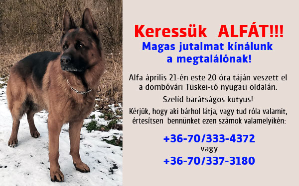 Továbbra is keresik Alfát, a németjuhász kutyát