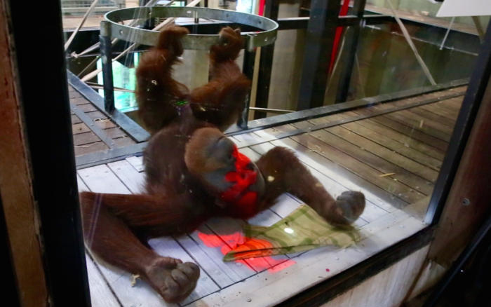 Orangutánoknak fejlesztettek videojátékot ausztrál kutatók