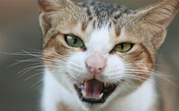 A világon először fertőzött meg macska embert tébécével